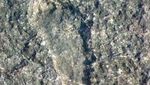 Jangan Kaget, Ada Tapak Kaki Hantu di Bangka Tengah