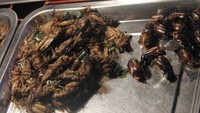 Kecoa dan kumbang goreng (Ichsan/detikHot)