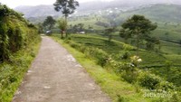 Akses jalan di area sekitar kebun teh
