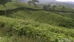 Jawa Tengah Juga Punya Kebun Teh yang Cantik