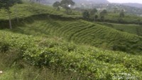 Perbukitan yang dibuat sengkedan