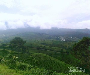 Jawa Tengah Juga Punya Kebun Teh yang Cantik