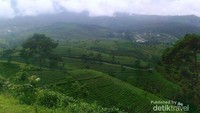 Pemandangan sekitar dari area Kebun Teh Kemuning