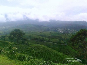 Jawa Tengah Juga Punya Kebun Teh yang Cantik