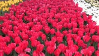 Festival bunga tulip di Belanda