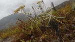 Jelajah Alam Liar Aceh di Gunung Burni Telong