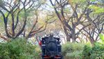 Jelajah Hutan Jati Naik Kereta Kuno di Cepu