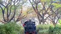 Suasana hutan nan eksotis