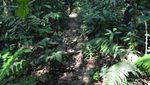 Jelajah Hutan Taman Nasional Gunung Leuser? Siapa takut