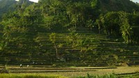 Sawah dengan terasering yang indah dan menawan, semakin terlihat gagah bak bukit yang menjulang