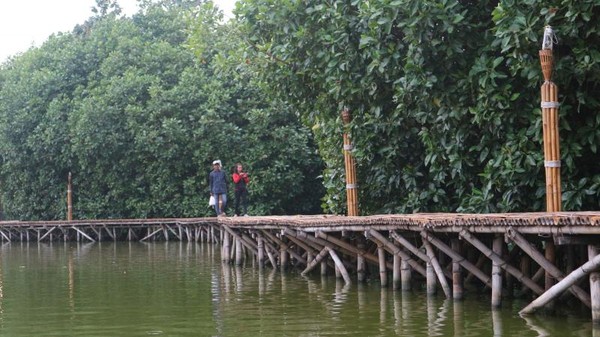 Trekking mangrove dibuat mengitari dan memasuki area hutan bakau yang teduh dan asri