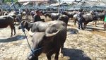 Jelajahi Tana Toraja yang Penuh Pesona