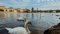 Angsa-angsa bebas di sekitar Charles Bridge