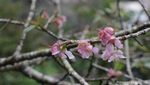 Jepang? Bukan, Ini Sakura di Kebun Raya Cibodas