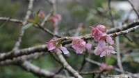 Bunga sakura bermekaran di Kebun Raya Cibodas