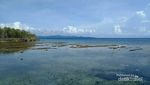 Jika Anda Snorkeling di Pasoso Sulteng, Temannya Penyu Liar! Jika Anda Snorkeling di Pasoso Sulteng, Temannya Penyu Liar!