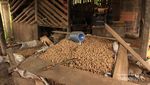 Kacang Barandang, Oleh-oleh Khas Puncak Lawang