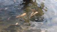 Kolam pakecehan dengan beragam ikan yang terdapat didalamnya membuat anak-anak betah bermain.