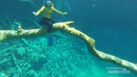 Foto underwater di pohon tumbangnya yang ikonik