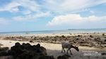Kambing Saja Liburan, Kamu Kapan?