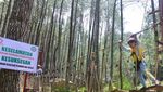 Kampung Ciherang Buat Piknik Asyik di Sumedang