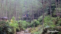 Tegakan pohon pinus