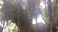 Suasananya sejuk