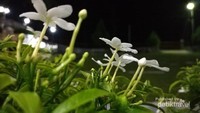 Bunga selanjutnya yang ada di pekarangan rumah saya adalah bunga melati. Bunga melati di tanam di lahan bukan di pot.