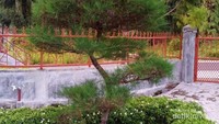 Siapa yang tidak kenal bonsai? Ya, tanaman yang dapat dibentuk dengan cara digunting daun dan rantingnya. Jika sudah tumbuh dengan besar, maka kita akan dapat membentuk tanaman ini sesuai keinginan kita.