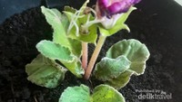 Yang terakhir, Bunga Gloxinia. Bunga ini berwarna ungu dan putih. Foto ini diambil saat saya baru memindahkan nya dari polybag ke pot besar. Saat mekar bunga ini akan mengembang dengan sempurna. selain berwarna ungu, Bunga ini juga