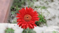 Bunga ini bernama Gerbera. sangat cantik bukan? Bunga nya berwarna cerah dan saat mekar akan tampak sangat indah. Selain berwarna merah, bunga ini juga memiliki varian warna orange, pink, kuning, putih dan ungu. Bunga ini bisa tumbuh