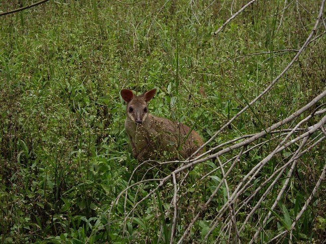 Kanguru Lucu, Kasuari Unik, dan Semut Predator di Taman Nasional Wasur, Merauke