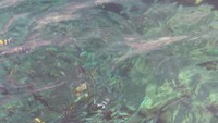 Pemandangan bawah laut yang dapat dilihat dengan mata telanjang dari atas kapal nelayan