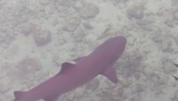 Ikan hiu di penangkaran Hiu pulau Menjangan Besar