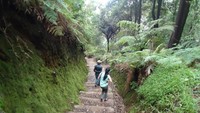 Jalur trekking menuju Kawah Domas dari area parkir Kawah Ratu sepanjang 1KM