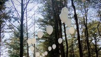 Beauty of Nami Island