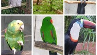 Beberapa jenis burung yang terdapat di The Hill Sibolangit. Masih banyak lagi yah.Ini belum seberapa