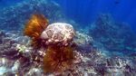 Karimunjawa, Pesona Laut di Antara Ombak