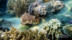 Karimunjawa, Pesona Laut di Antara Ombak