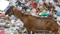 Duh, kambing makan kertas