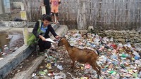 Kambing yang malang