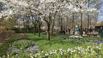 Katakan Cinta dengan Bunga Tulip di Keukenhof