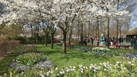Pohon Sakura di Taman Bunga Keukenhof, Belanda. Jadi gak harus ke Jepang untuk lihat Sakura.