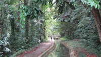 Jalan menuju air terjun (Oke Hastiawan/ACI)