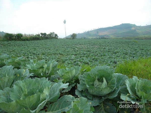 Kawah Candra Dimuka dan Sisi Lain Dieng