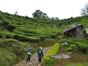 Kawah Putih Penuh, ke Kawah Cibuni Saja!