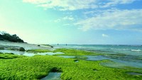 Rumput laut hijau