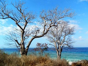 Kawona, Sang Perawan dari Sumba Barat Daya