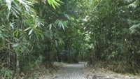 Siapa takut kalau jalan masuk ke hutan seperti ini?