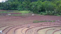Terasering sawah dan aktifitas petani jadi pemandangan selama perjalanan